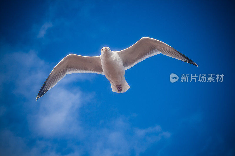 海鸥 + 天空